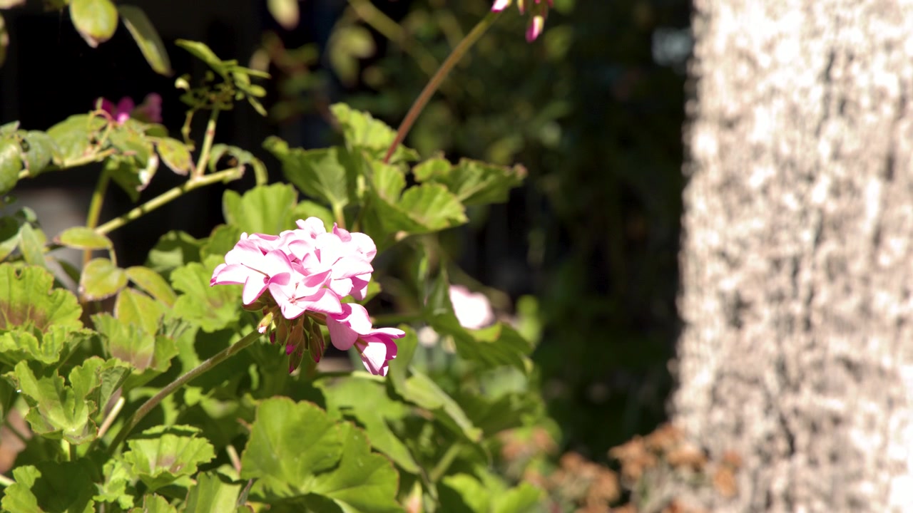Close-up of a pink geranium flower swaying gently in a sunny Australian garden.