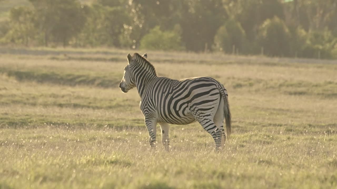 Afrikansk zebra på en mark, der snuser i luften