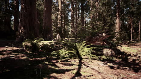 Early-morning-sunlight-in-the-Sequoias-of-Mariposa-Grove