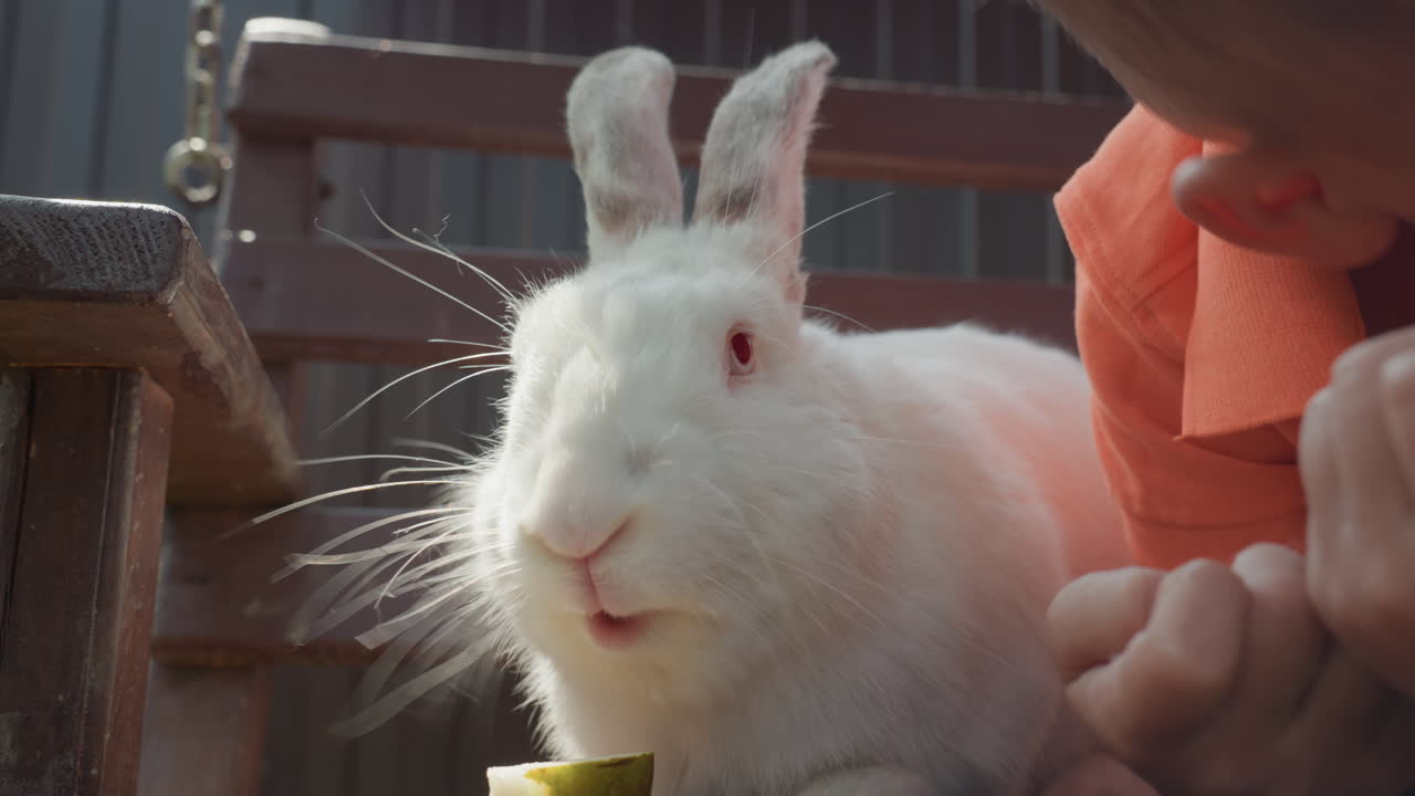 Young Boy Shares Food With Small Rabbit Outdoors, Young Child Shares Apple With Rabbit On Sunny Afternoon, Boy Offers Piece Of Apple To Fluffy Bunny Sitting On Wooden Bench In Sunlight