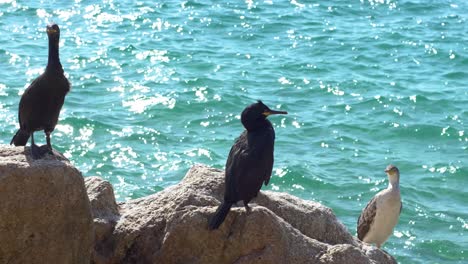 group of three cormorants on the rocks beside the sea