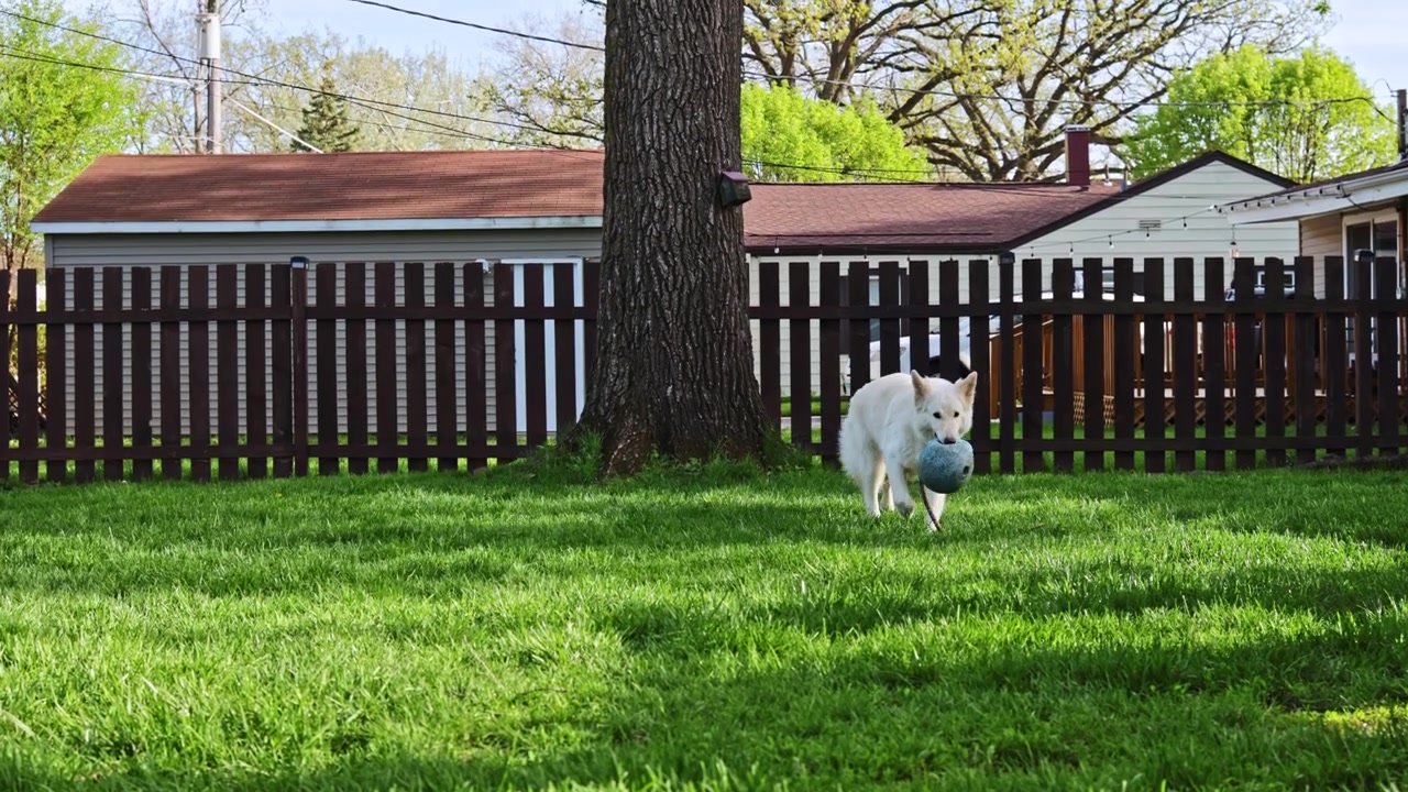 Dog explores grassy yard near a wooden fence and house under a clear sky during daylight hours