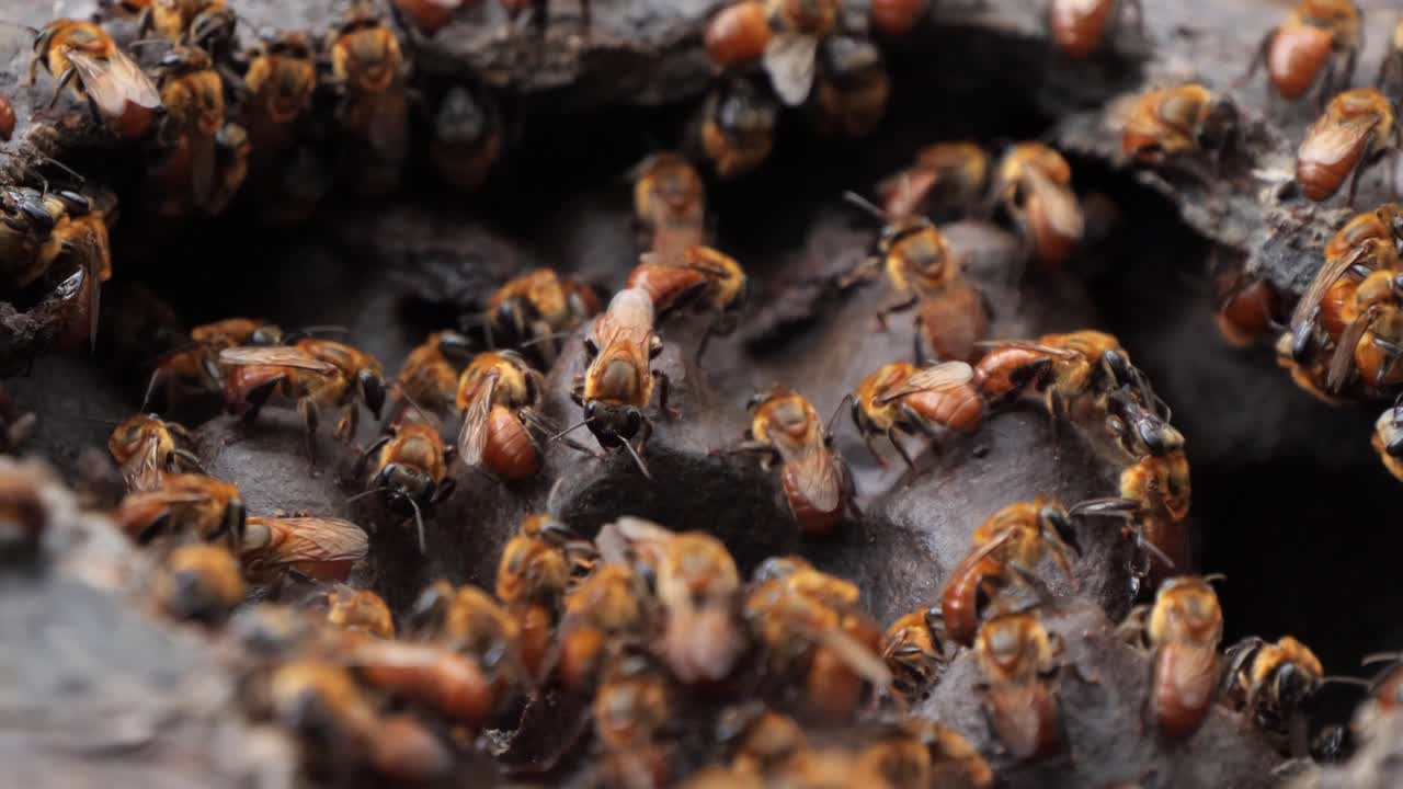 Honey Bees - brazilian amazon - up close in hive
