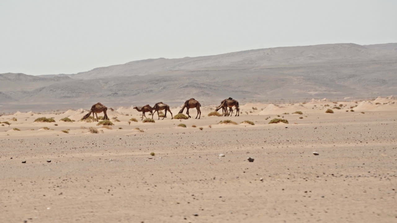camellos caminando en un vasto paisaje desértico con montañas lejanas en el horizonte
