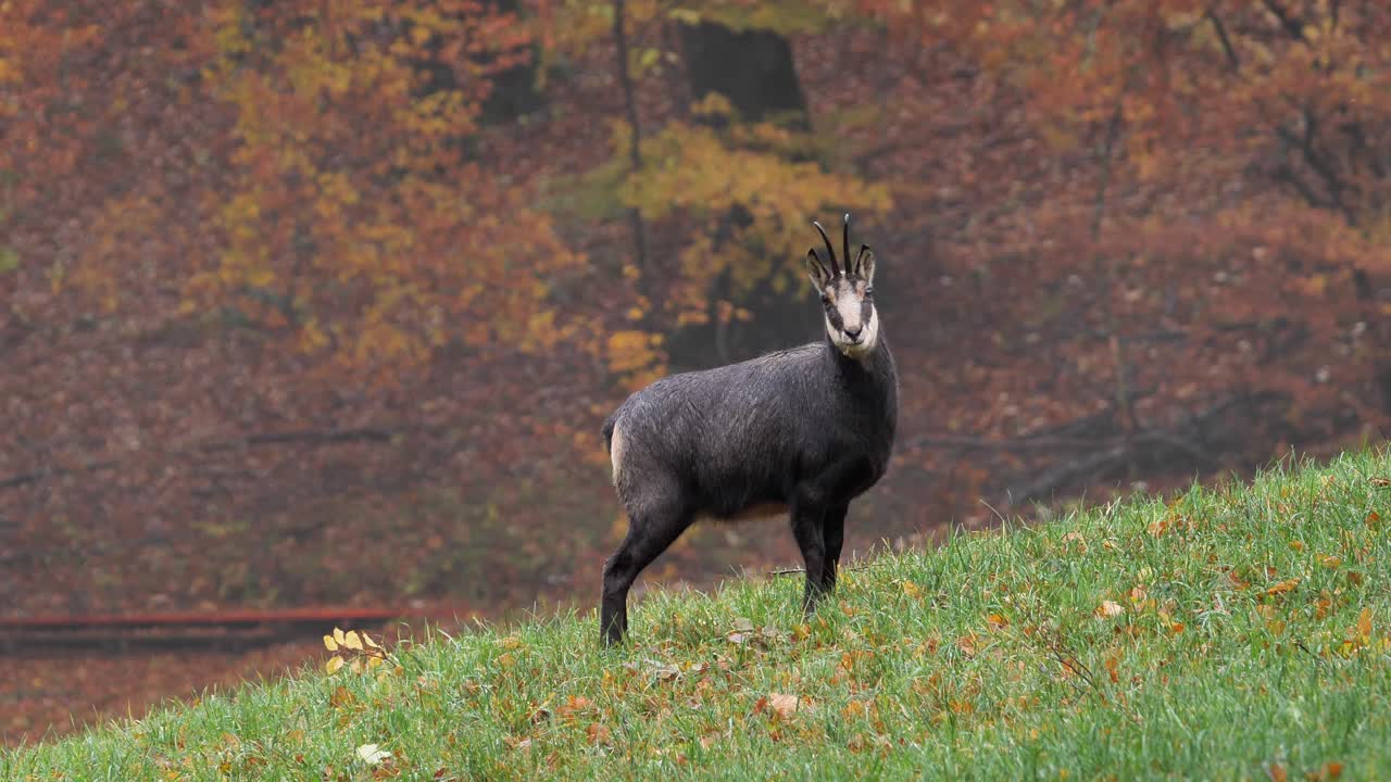 Chamois stands on grassy hillside with autumn forest in background as warm seasonal colors surround quiet mountain habitat creating calm wildlife scene captured during soft daylight