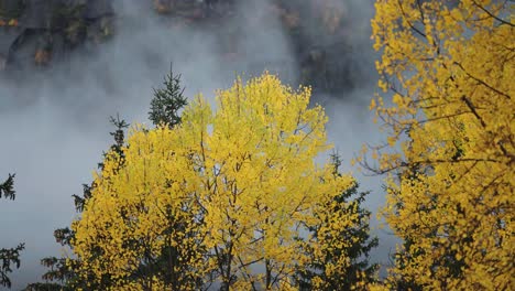 a cluster of birch trees with golden leaves in the misty autumn forest