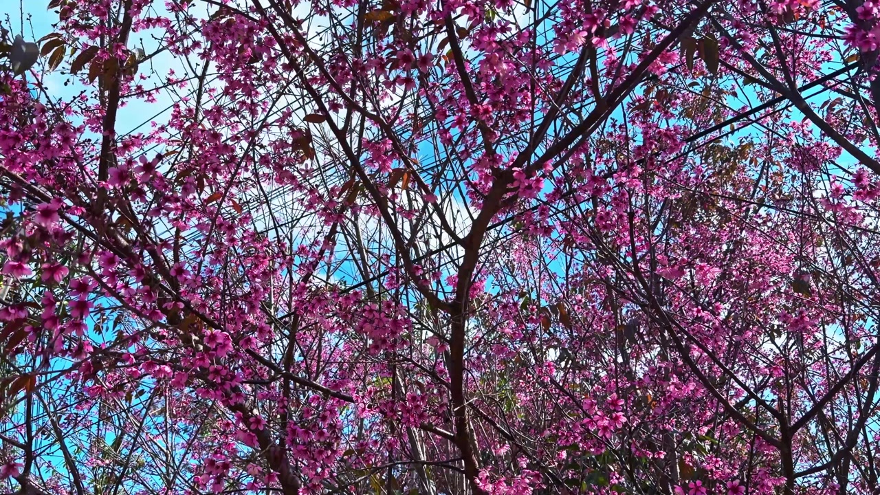 Blooming Pink Cherry Blossom Flowers In Khun Chang Khian, Chiang Mai, Thailand - POV
