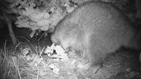 two raccoons foraging for food at night