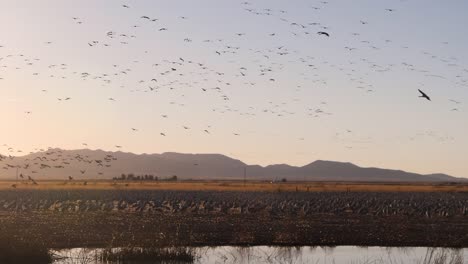 toneladas de grullas canadienses aterrizando al atardecer en un pequeño estanque