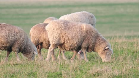 sheep grazing peacefully in a grassy field