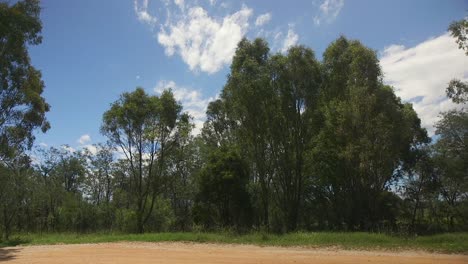 australian bushland gum trees dirt road