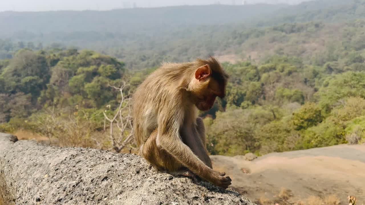 Curious monkey sitting calmly on stone wall surrounded by lush forest and distant hills in Faro, Portugal. Warm daylight and natural scenery create peaceful wildlife moment in outdoor habitat