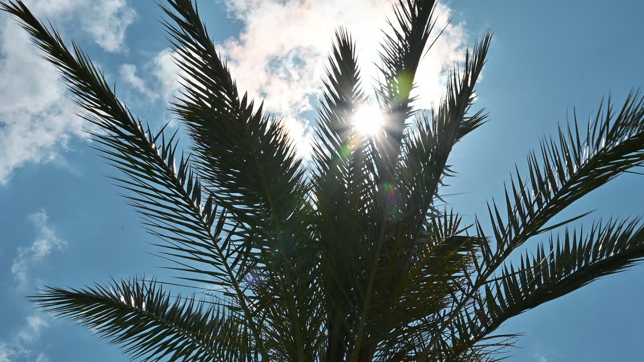 Sun glowing through palm tree leaves