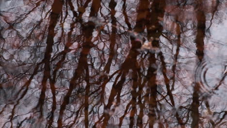 winter wind sends ripples across the surface of a rainwater puddle in a woodland reflecting the leafless trees, worcestershire, england