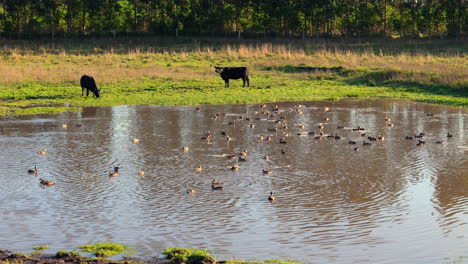 a dolly shot moves left to right, capturing ducks swimming in a muddy farm pond during a summer evening. in the background, a couple of black bulls graze peacefully, enhancing the pastoral scene.