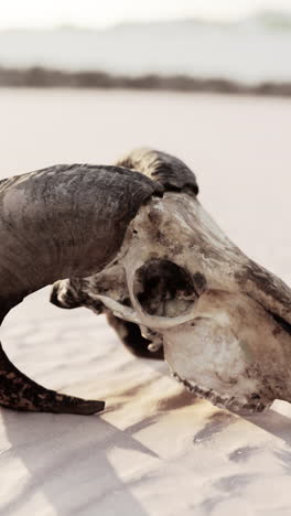 a close-up shot of a cow skull lying on a sandy beach