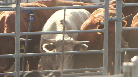 static shot of curious beef cattle moving around behind a steel fence