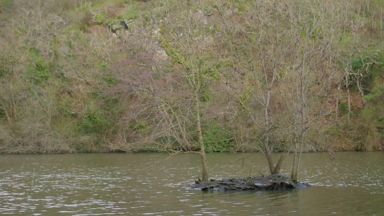 дерево, растущее среди проточного ручья в тропическом лесу