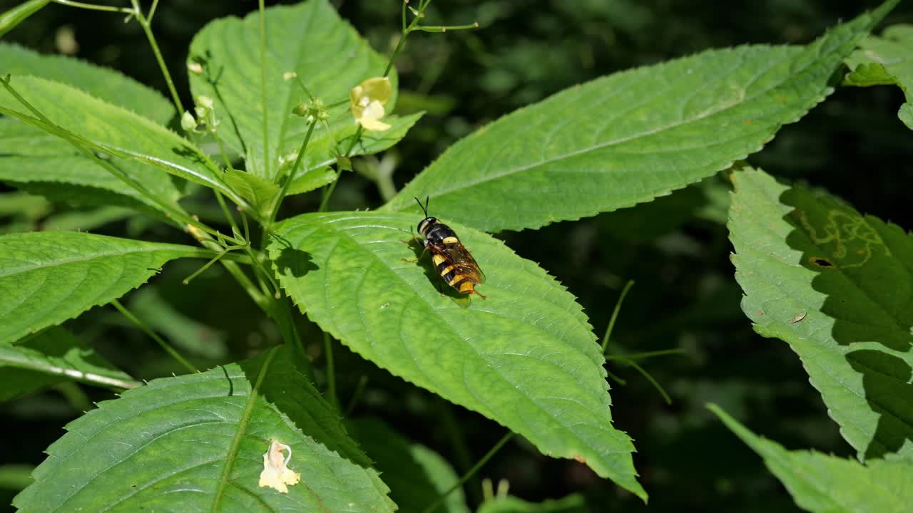 Stratiomys chamaeleon soldier fly insect called clubbed general on impatiens parviflora plant in sunny day
