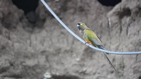 colorful burrowing parrot balancing on a wire