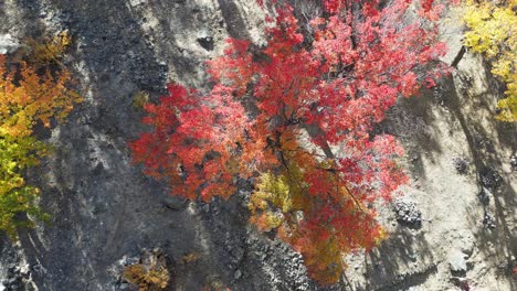 Drohnenflug-über-Herbstbäume-In-Der-Stadt-Skardu,-Pakistan