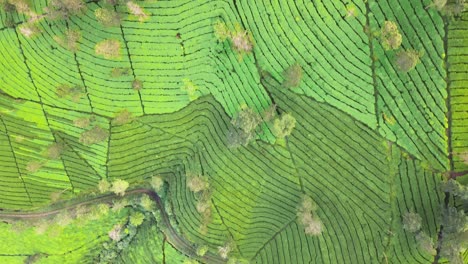 vuela sobre el hermoso patrón de la plantación de té verde en el tobogán de la colina