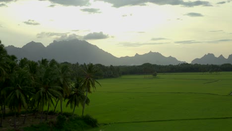 dji inspire 3 8k drone beautiful landscape growing paddy rice field with mountain