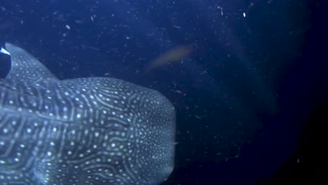 whale shark swimming near of the surface