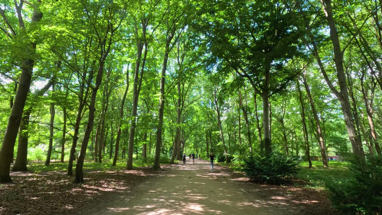 Steady camera glides along a sunlit, tree-lined dirt path in a lush urban park