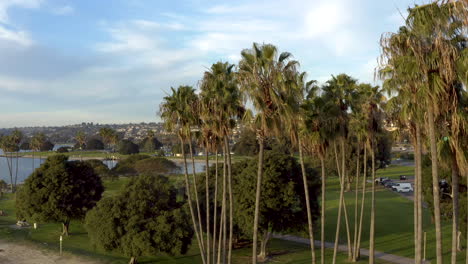 Aerial-rising-up-from-behind-palm-trees-to-reveal-city-in-California