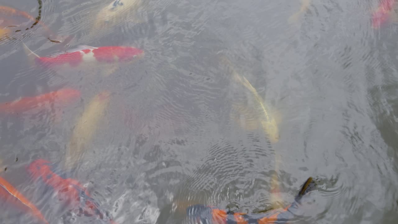 Colorful koi fish swimming in tranquil water japanese garden nature serene environment close-up view