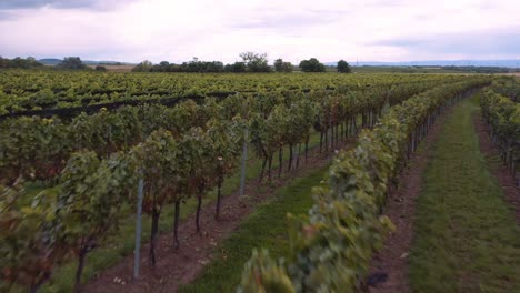 Tief-Und-Schnell-über-Gepflegte-Weinberge-In-österreich-Fliegen