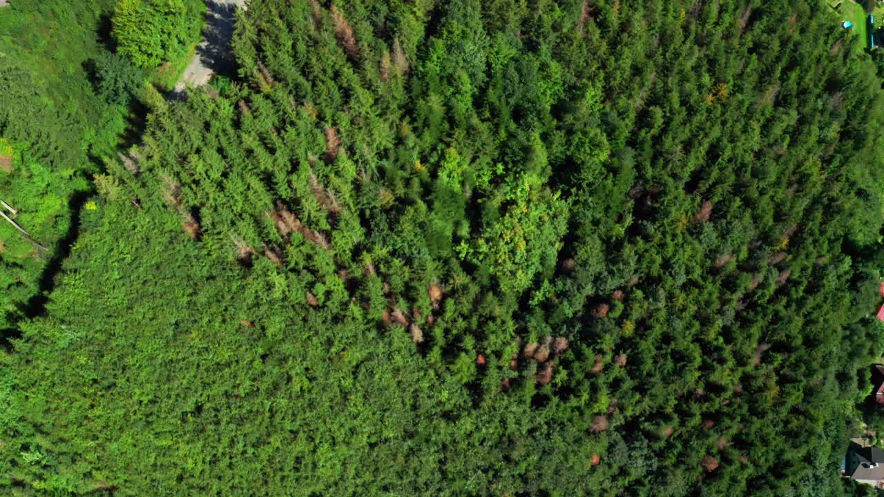 Top shot over green trees in beskydy mountains