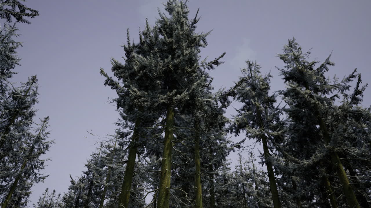 Tall evergreen trees covered in frost under a gray sky during winter