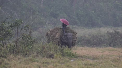 尼泊爾奇特旺國家公園的一隻大象在暴雨中步行