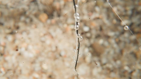 planta marina cubierta con burbujas transparentes de oxígeno