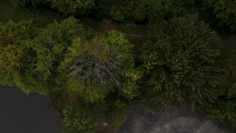 Hidden-amongst-lush-trees,-a-small-creek-flows-through-the-woods