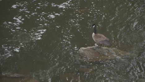 Gans-Auf-Einem-Felsen-Am-Wisahickon-Creek