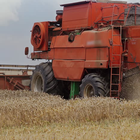 side view of a big red combine harvester machine cutting fresh ripe yellow blades of the wheat. harvesting process of wheat field in summer day. agriculture