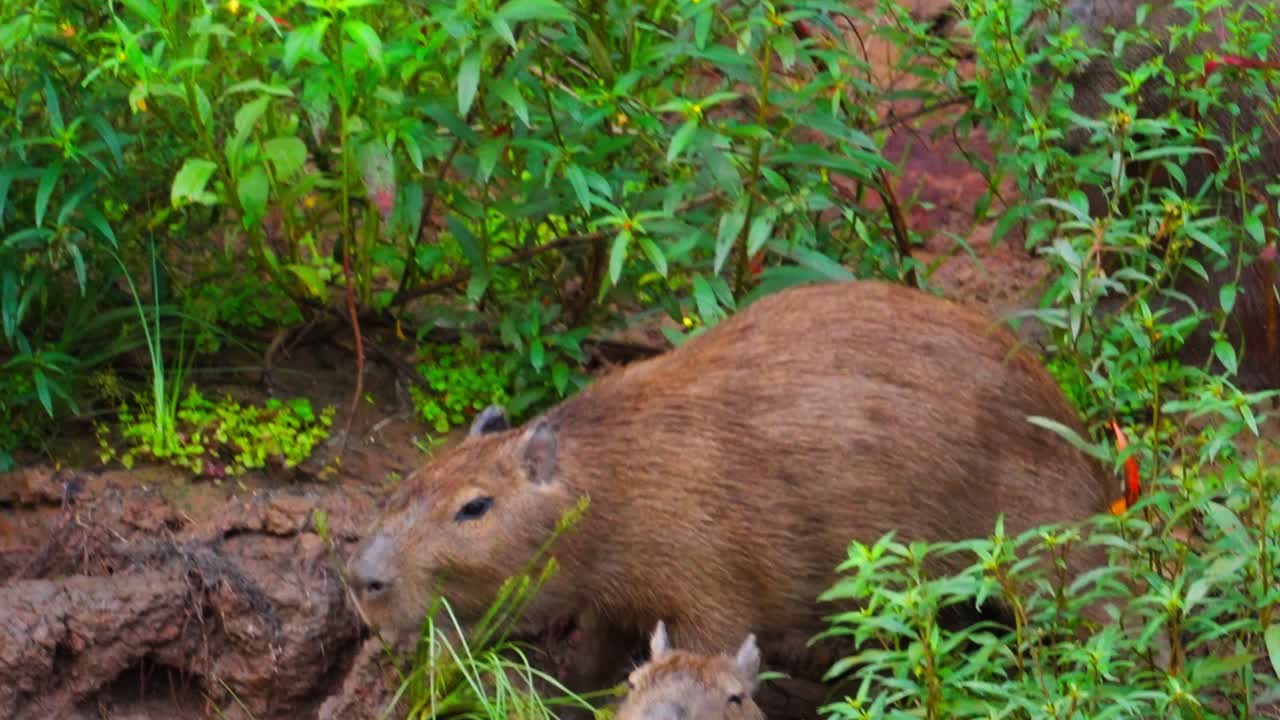 Handheld shot of Capybara family during the day in Tambopata, Madre de Dios Region, Peru, in the peruvian amazon