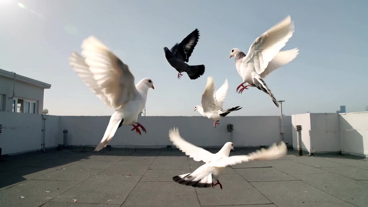 Flying in from right, gull flock and pigeon circling, landing on flat rooftop parapet to rest