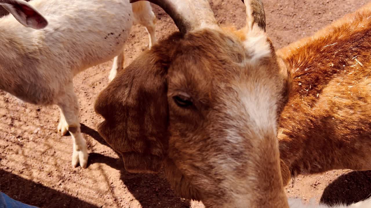 Immagine di due capre bianche e una marrone che cercano cibo
