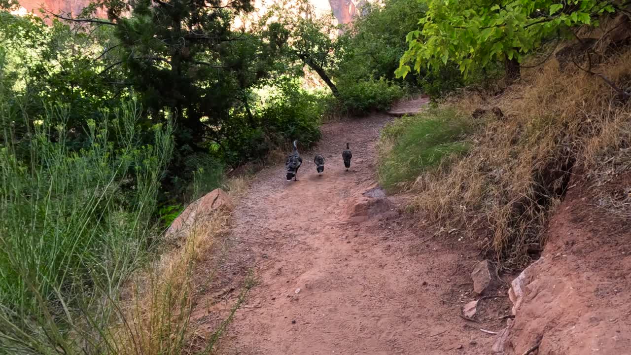 pavos caminando por un camino de la montaña de roca roja