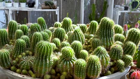 cactus y suculentas en un invernadero