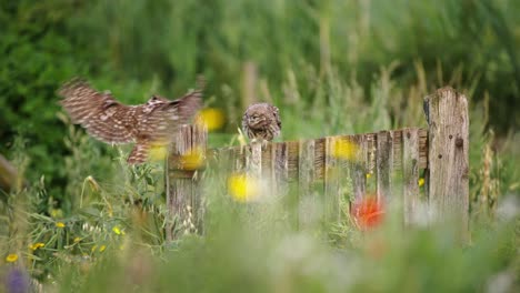 Waldkauzmutter-Landet-Auf-Holzzaun,-Füttert-Babyeule,-Fängt-Nahrung,-Fliegt,-Nahaufnahme-In-Zeitlupe,-Langes-Gras,-Hübsche-Blumen