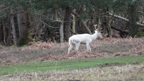 Weißes-Reh-Spaziert-Im-Wald,-Clip-26