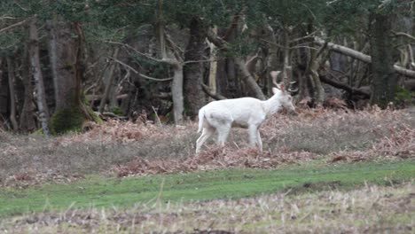 white deer walking in the forest clip 26