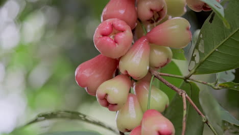 syzygium aqueum frutas en el árbol