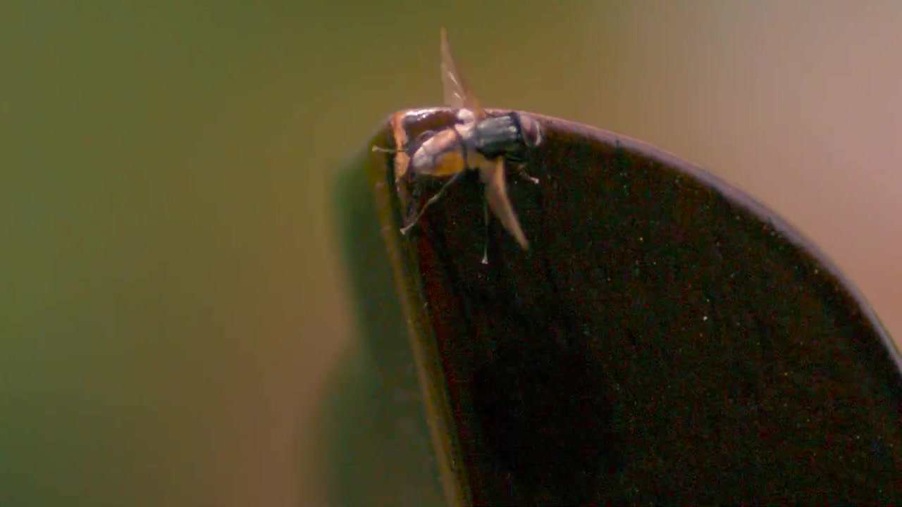 Una mosca pipistrello nera o mosca cavallina sulla punta di un vecchio coltello arrugginito che si prepara a volare e vola via al rallentatore con lo sfondo sfocato in modo cinematografico. Le ali della mosca al rallentatore e il filmato è in primo piano.