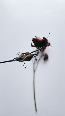 dried roses on white background